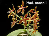 Original Phal Phalaenopsis species mannii x sib-FRAGRANT Orchids