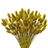 120pcs Boho Pampas Grass Spring 17" Bunny Tails Gem Grass Flower Bouquet for ... Pampas Grass