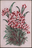 Playing Cards 1 Single Card Old Antique Wide Square Corner CARNATION FLOWERS Art Carnation