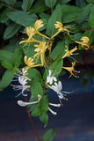 10 Japanese Honeysuckle Vine 6-8" Live Rooted Bareroot Plants NC Organic Green Plant