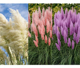 Pink White Purple Pampas Grass Seeds Bundle Pack 60 Seeds (20 Each Color) Pampas Grass