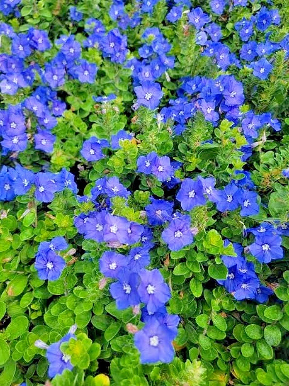 Set 2 Evolvulus Blue Daze Starter Plants - 3-6" Tall - Spreading Perennial Plant Green Plant