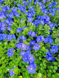 Set 2 Evolvulus Blue Daze Starter Plants - 3-6" Tall - Spreading Perennial Plant Green Plant