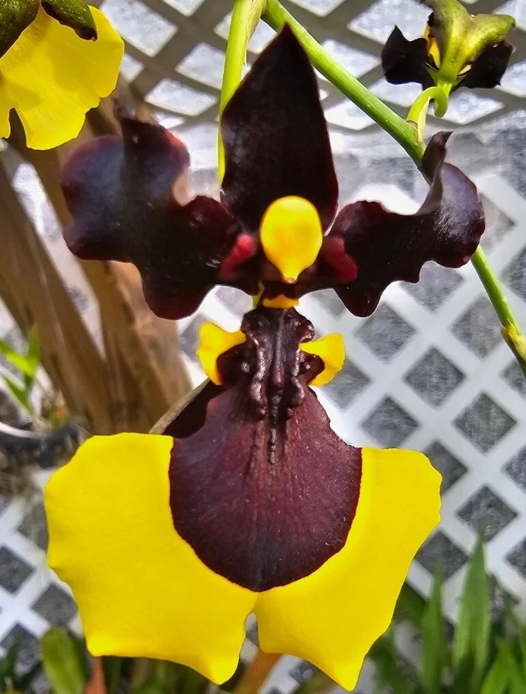 Gomesa Jiaho Queen 'Jia Ho' FCC/AOS. Blooming size miniature oncidium type... Orchids