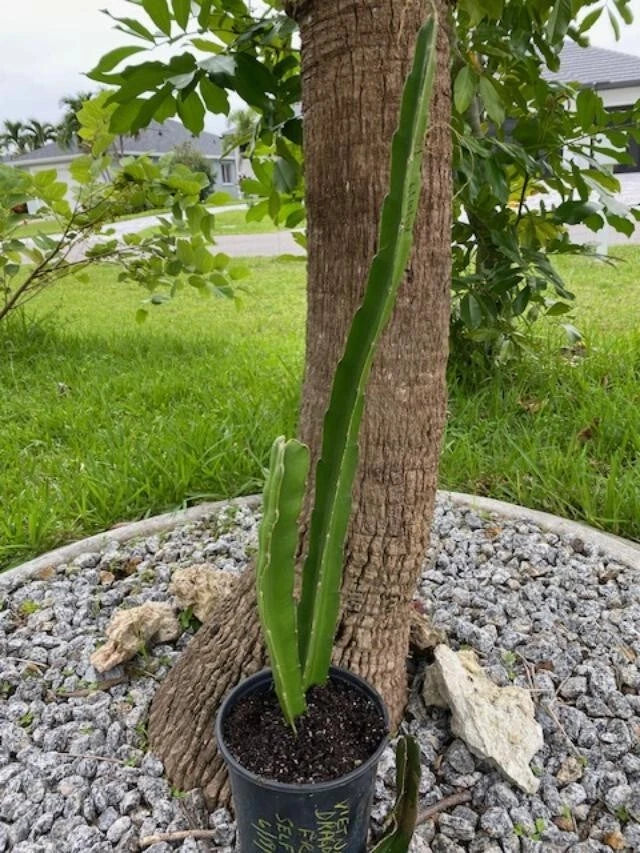Dragon fruit cactus plant in black pot, two green stems growing from soil