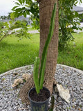 DOUBLE VIETNAM DRAGON FRUIT ROOTED(SELF POLLINATING)23" LONG+ 1 FREE 18" CUTTING Orchids