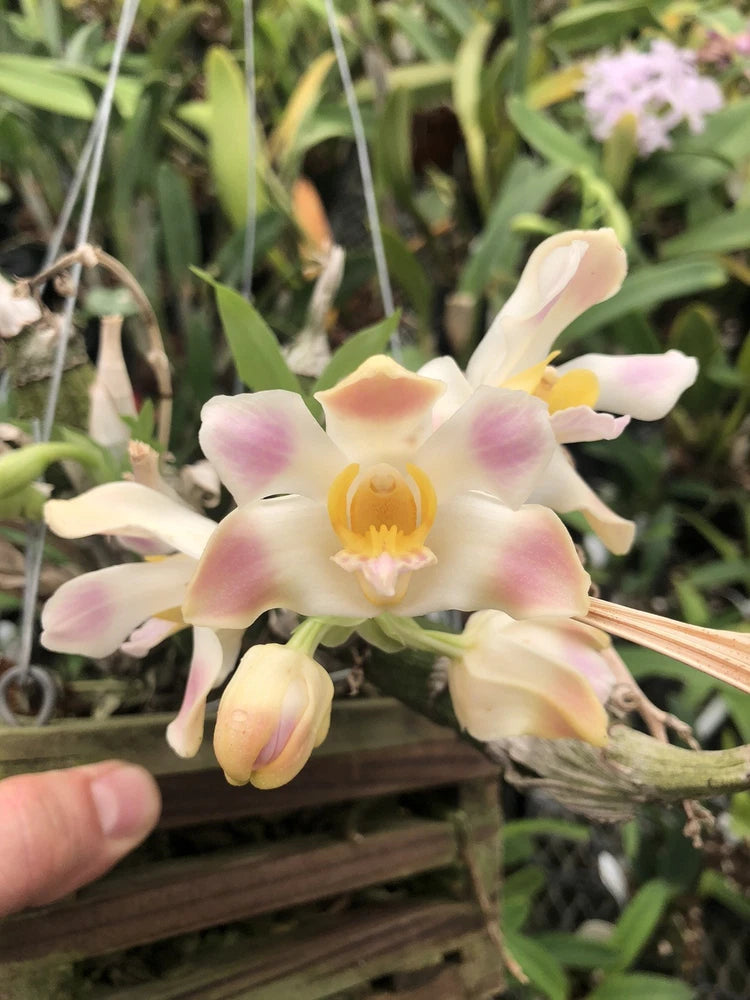 Blooming orchid with pale pink petals and yellow-orange center, in a wooden basket