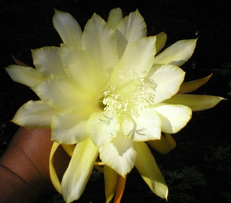 Lemon custard orchid cactus bloom, pale yellow star-shaped flower