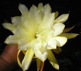 Epiphyllum, Orchid Cactus, " LEMON CUSTARD ", Don's Quart pots APRIL/2 Orchids