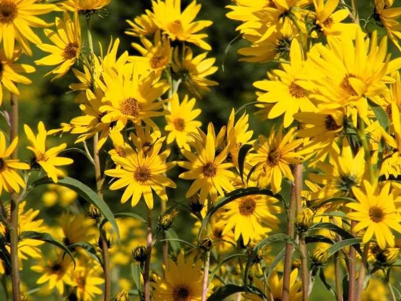 250 MAXIMILIAN (Prairie) SUNFLOWER Helianthus Maximiliani Flower Seeds Flowering Plants