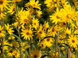 250 MAXIMILIAN (Prairie) SUNFLOWER Helianthus Maximiliani Flower Seeds Flowering Plants