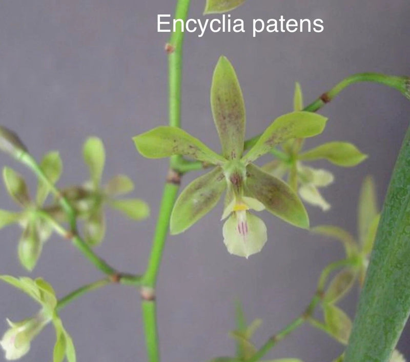 Orchid live Encyclia patens - bare root Orchids