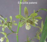 Orchid live Encyclia patens - bare root Orchids