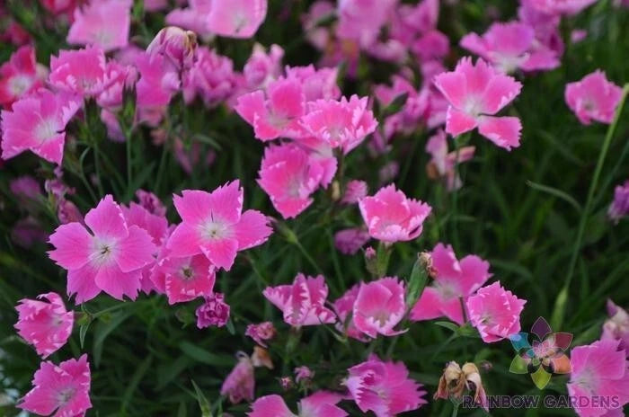 200+ Kahori Pink Carnation Seeds for Garden Planting - USA - FREE SHIPPING! Garden Plants