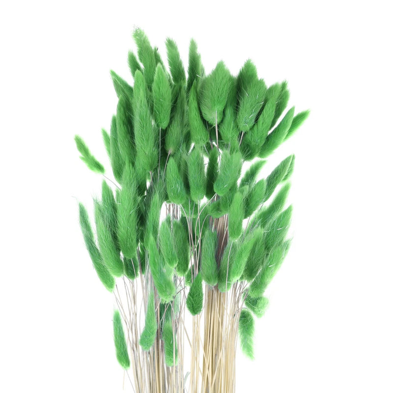 120pcs Natural Bunny Tails Dried Flowers 24" Mini Pampas Grass, Dark Green Pampas Grass