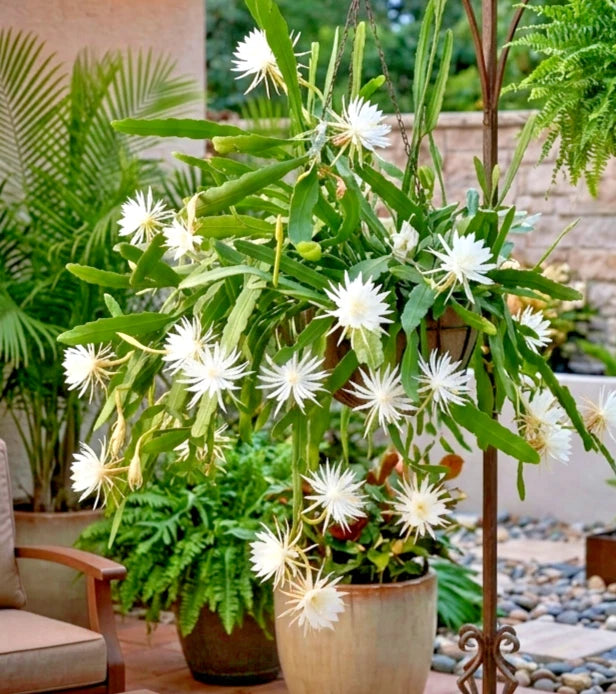 Live orchid cactus starter plant in small pot with green stems and white star flowers