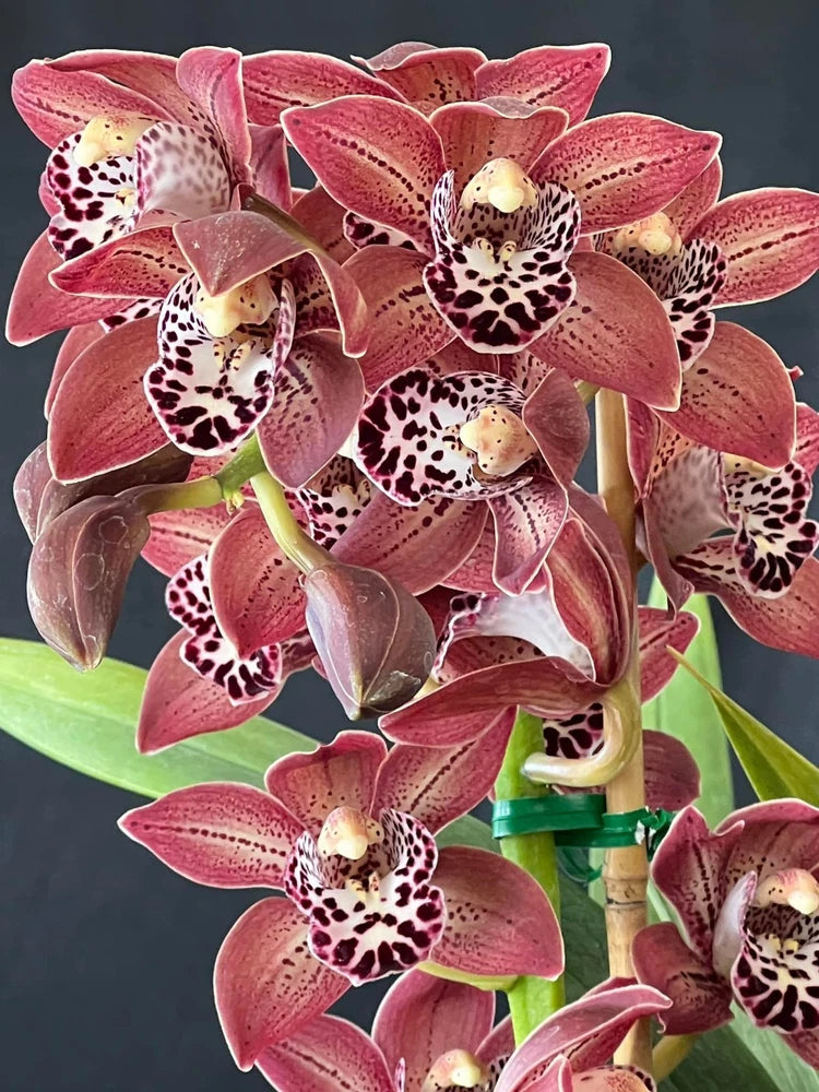 Cymbidium orchid plant with pink-red speckled flowers and green leaves on stems