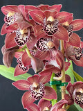 Cymbidium Nancy Miyamoto ~ 1 Gallon Orchids