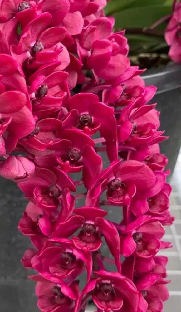 Red orchid flower cluster with dense magenta blooms and dark centers