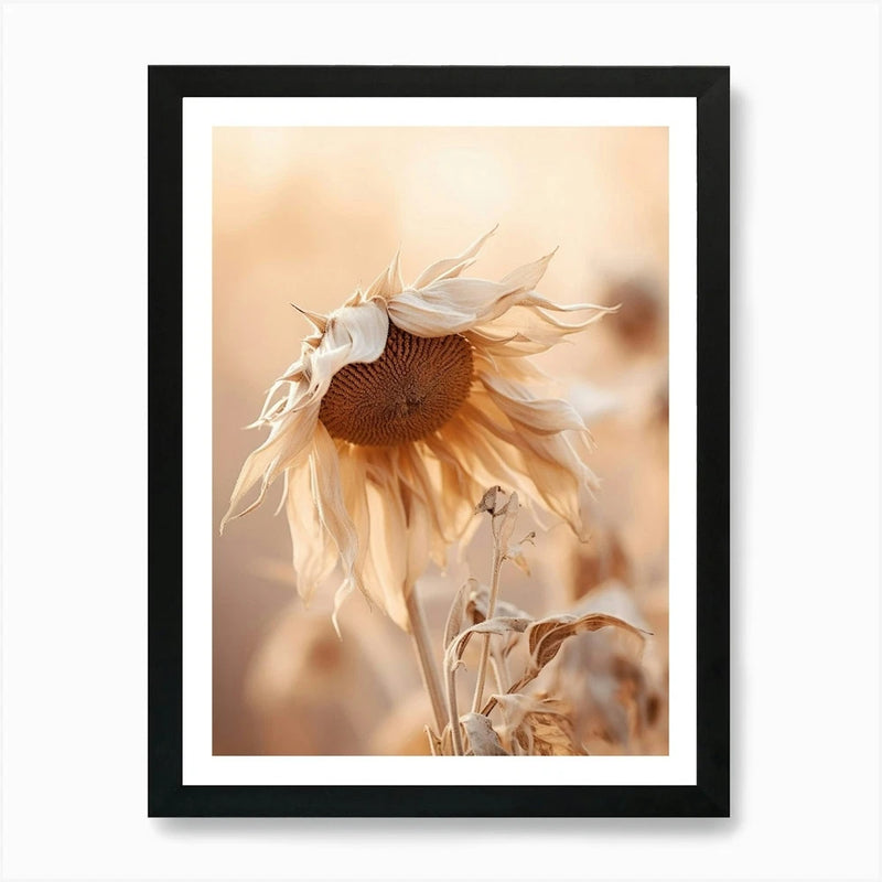 Framed wall art print with a beige sunflower and dried flowers
