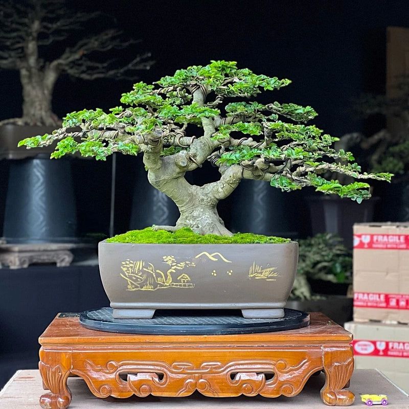 Green bonsai tree in gray ceramic oval pot with gold pattern, on carved wooden stand
