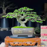 Actual plant Bonsai Triphasia trifolia - rare bonsai tree Green Plant