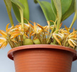 Maxillaria Hennisiana Mini Blooming Fragrant Orchid Live Plant Yellow Orchids
