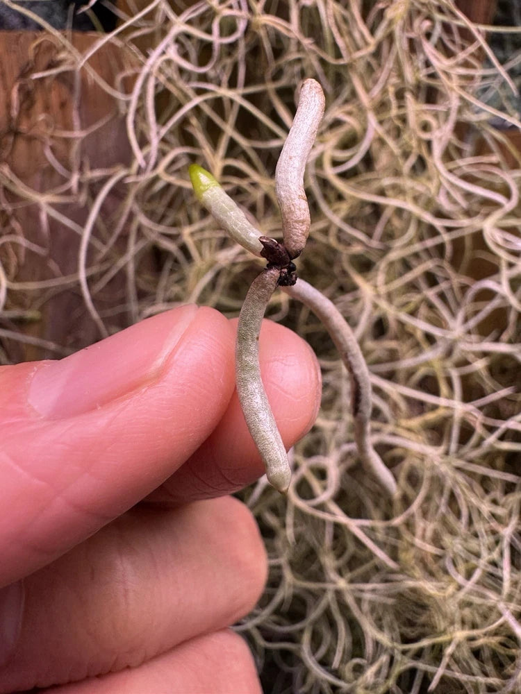 Unmounted Dendrophylax orchid stem with green tip and curled root-like growth