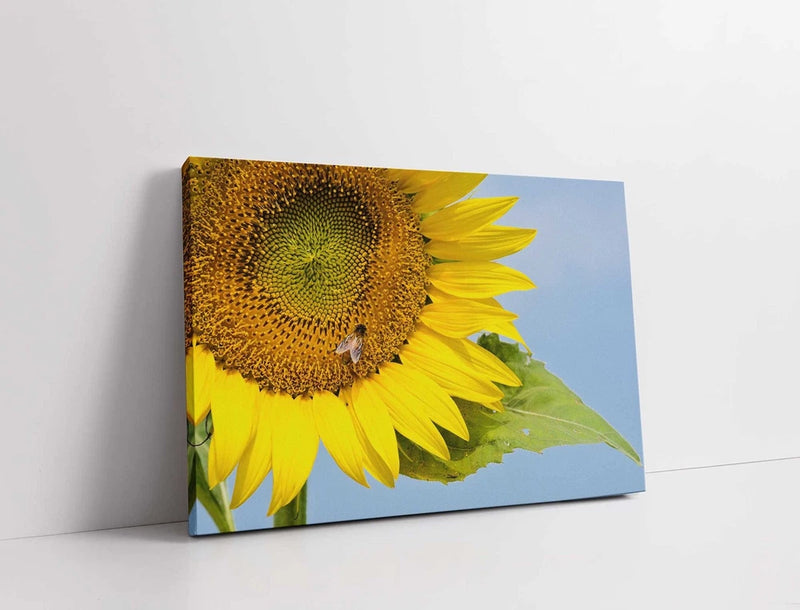 Sunflower with a blue sky background. Canvas picture print Sunflower