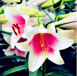 20 SEEDS for White/Pink LILY RARE flower Bloom exotic garden plant USA Seller Garden Plants