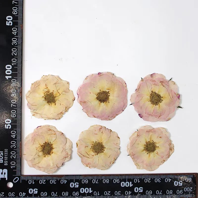 Set of pressed dried rose flowerheads, pink and cream with tan centers