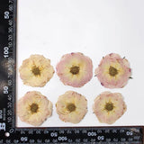 12PCS real dried Pressed rose flowerhead, flower supply for candle Craft FHT49 Dried Flower