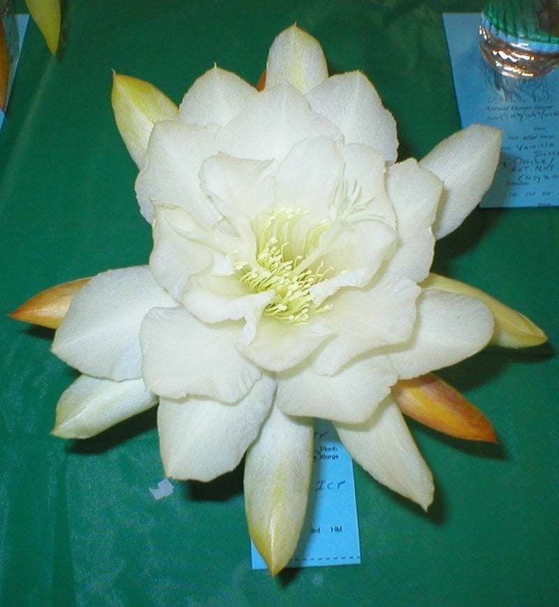 White orchid cactus flower with layered petals and pale yellow center