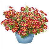 1 Set 2 Queen of Hearts Petunia Live Starter Plants, 4"Pot 4-6"Tall, Ship No Pot Flowering Plants
