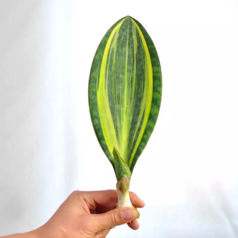 Variegated sansevieria succulent with long green leaves and yellow stripes