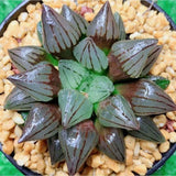 5CM Succulent Plant Haworthia Magnifica Atrofusca Home Garden Beautiful Plant Garden Plants