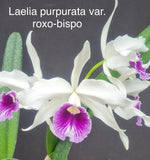 Orchid live Laelia purpurata var. roxo-bispo - bare root Orchids