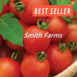 50+ Seeds Mountain Magic Tomato Hybrid Juicy Easy to Grow Vegetable Garden Garden Plants