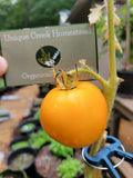 GOLDEN JUBILEE Tomato Seeds Organically Grown Unique Creek Homestead Gardens Garden Plants