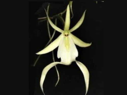 White ghost orchid flower with long curved petals