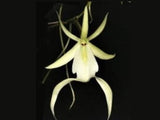 Dendrophylax Lindenii, Ghost Orchid, White Frog Orchid, Palm Polly, Leafless Orchids