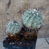 D1165 COPIAPOA MINIMA pot9-H11-W13 cm MaMa Cactus Green Plant