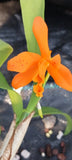 Orchid Cattleya Brassavola Ctt Raingreen's Lightning Bug 4" pots Mad Happenings Orchids