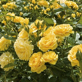 Julia Child Rose 1.5 Gal Potted, Non-Stop Fragrant Yellow Flowers, Own Root Flowering Plants