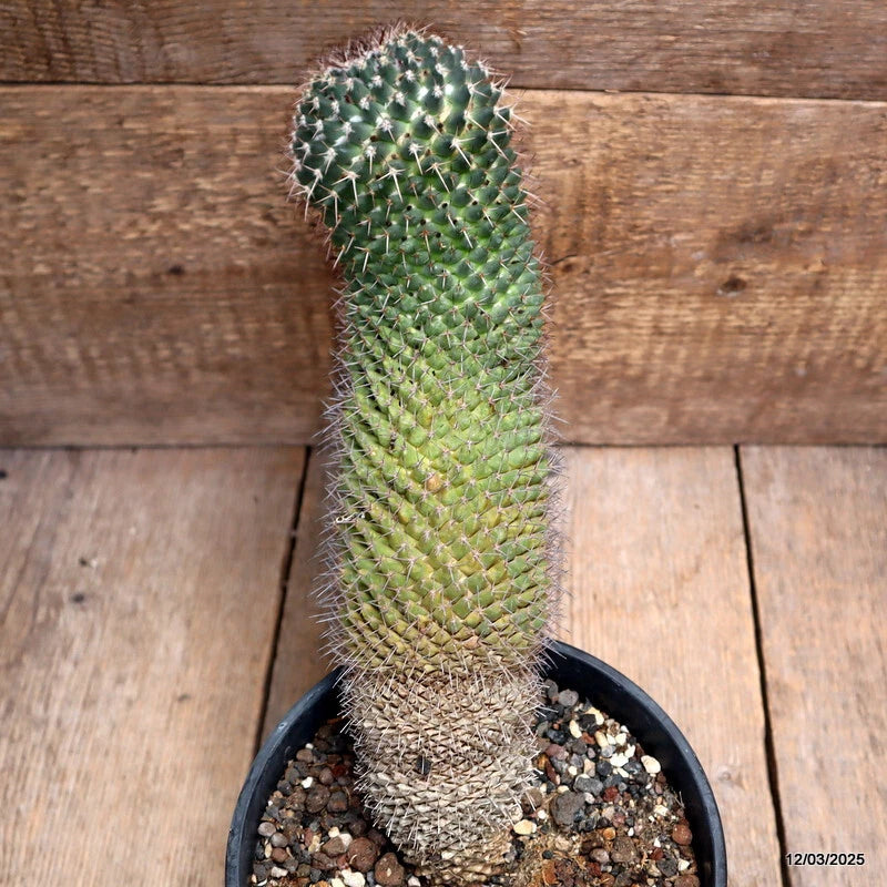 D2837 MAMMILLARIA SIMILIS pot16-H29-W9 cm MaMa Cactus Green Plant