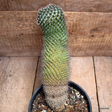 D2837 MAMMILLARIA SIMILIS pot16-H29-W9 cm MaMa Cactus Green Plant