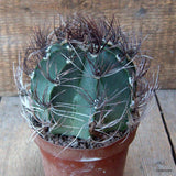 D6741 ASTROPHYTUM CAPRICORNE NUDUM pot12-H10-W12 cm MaMa Cactus Green Plant