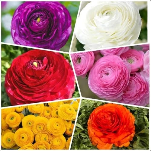 10pcs Mixed Color Ranunculus Bulbs Fall Planting for Spring Blooms Easily Grown Ranunculus