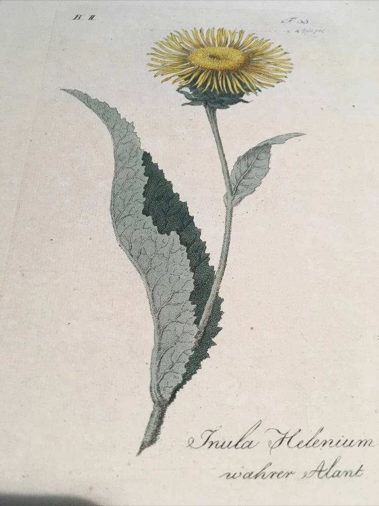Friedrich Endler 1809 Hand Colored Botanical Flower Original Tab 35 Sunflower Sunflower