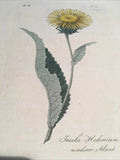 Friedrich Endler 1809 Hand Colored Botanical Flower Original Tab 35 Sunflower Sunflower